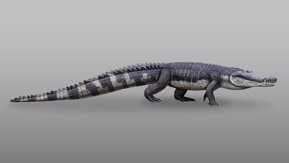 crocfossilshint_1000x563